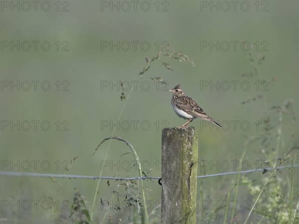 Skylark (Alauda arvensis) sitting on a pole, Lower Rhine, North Rhine-Westphalia, Germany, Europe