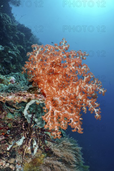 Bright orange Klunzinger's Soft Coral (Dendronephthya klunzingeri) on a reef in the ocean, dive