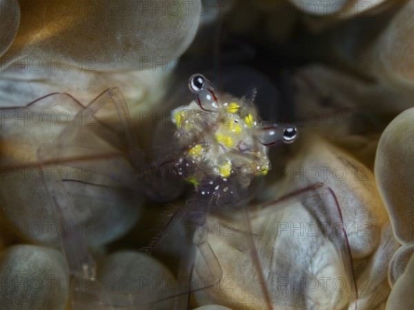 Close-up of a shrimp with yellow spots, Smit's bladder coral shrimp (Palaemonella smiti) on bladder