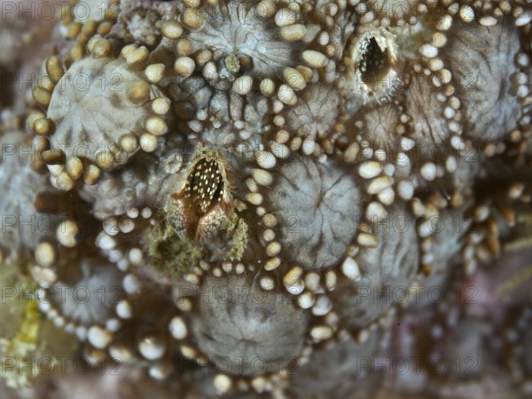 Close-up of a textured beige coral surface inhabited by coral barnacles (Ceratoconcha), crustacean,
