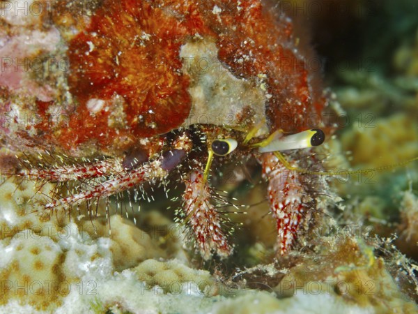 Portrait of dark knee hermit crab (Dardanus lagopodes) on the seabed, dive site Spice Reef,