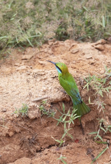 Bronze-crowned Emerald Bee-eater (Merops orientalis) sitting on the ground in Yala Natioal Park,