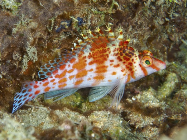 Coral hawkfish (Cirrhitichthys falco), orange-red fish with bushy crest, in a coral reef, Spice