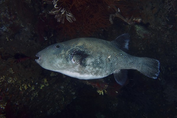 A pufferfish, blue-spotted pufferfish (Arothron caeruleopunctatus) moves in the nocturnal reef,