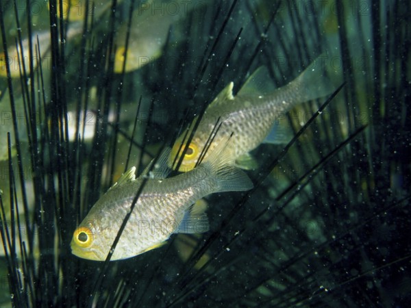 Two fish, bannerfin cardinalfish (Ostorhinchus hoevenii), seek shelter between the spines of