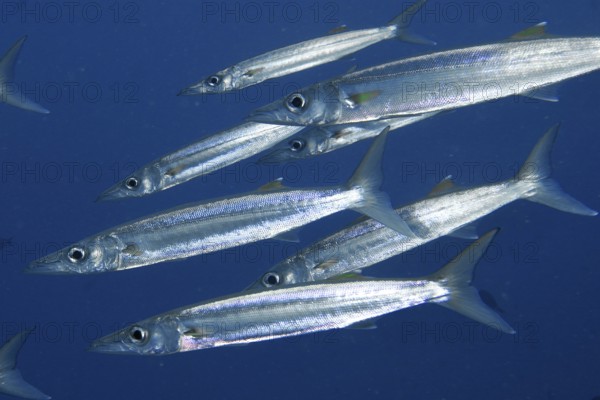 Silver-coloured fish, big-eyed barracuda (Sphyraena forsteri), swimming in dense formation through
