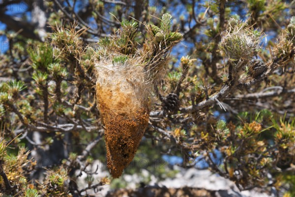 A caterpillar cocoon hanging in a tree, surrounded by needles and twigs in the sunshine, pine