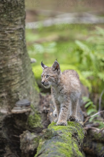 One young (10 weeks old) male Eurasian lynx, (Lynx lynx), crossing a creek, using a fallen tree as