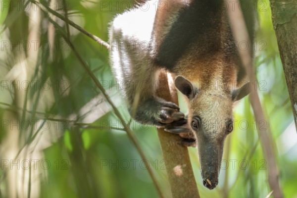 Northern tamandua (Tamandua mexicana), anteater sitting in a tree, in the rainforest, Corcovado