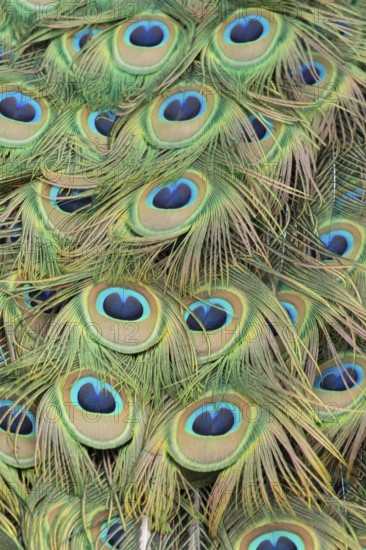 Indian peafowl or Peacock (Pavo cristatus) adult male bird close up of its tail feathers, England,