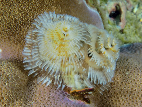 Spiral-shaped white Indo-Pacific Christmas tree worm (Spirobranchus corniculatus) on corals, dive