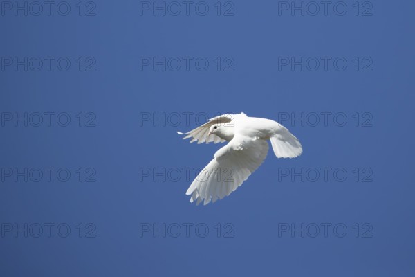White or Release dove (Columba livia domestica) adult bird flying in a blue sky, England, United