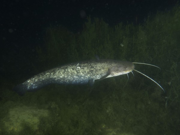 A catfish (Silurus glanis), Waller, swimming through the dark, algae-rich water, dive site