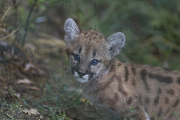 One cougar kitten, Puma concolor, sitting on green grass