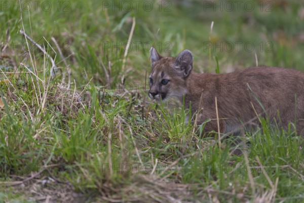 One cougar kitten, Puma concolor, sitting on green grass