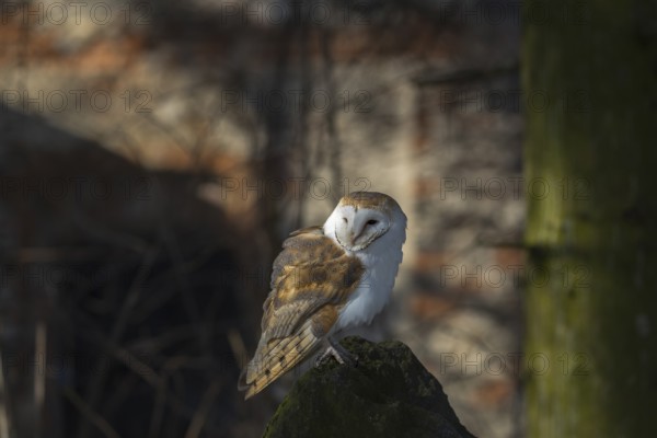 One barn owl (Tyto alba) sitting on top of a tree stump. Spotlight on the bird and a wall of a ruin