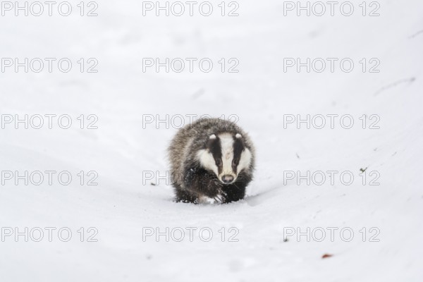One young European badger (Meles meles) walking through a ravine in deep snow