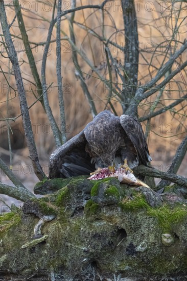 One white-tailed eagle (Haliaeetus albicilla) sitting on a small hammock feeding on a common carp.