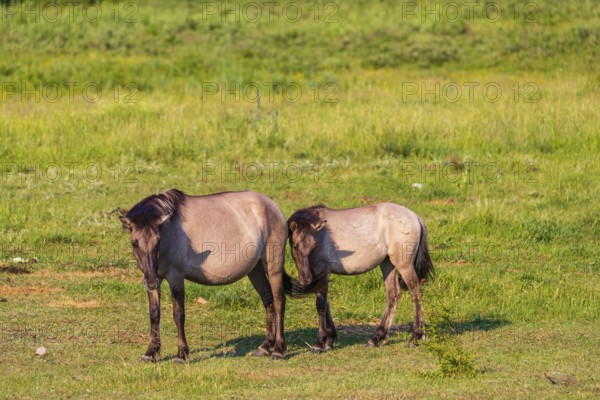 One Tarpan mare (Equus ferus) and her foal grazing in a clearing. Masuria tarpan horse reserve,