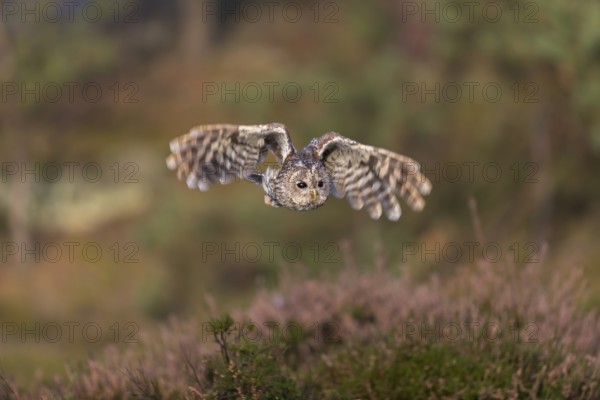 One tawny owl or brown owl (Strix aluco) flying over heather near a forest. Forest in the