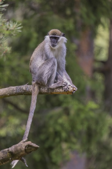 One grivet (Chlorocebus aethiops) sitting on the branch of a tree. Green vegetation in the