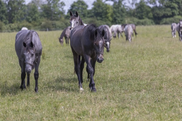 Kladruber horse, grey yearlings, grazing on the paddock. National Stud Farm Kladruby nad Labem
