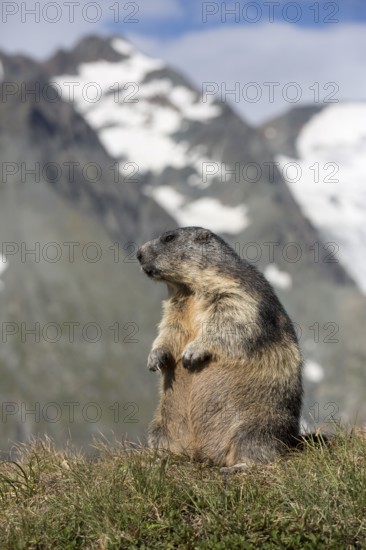 One adult Alpine Marmot, Marmota marmota, sitting in front of the Grossglockner mountain in bright