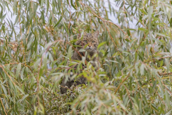 One European wildcat, Felis silvestris silvestris, sitting in a green weeping willow tree. Green
