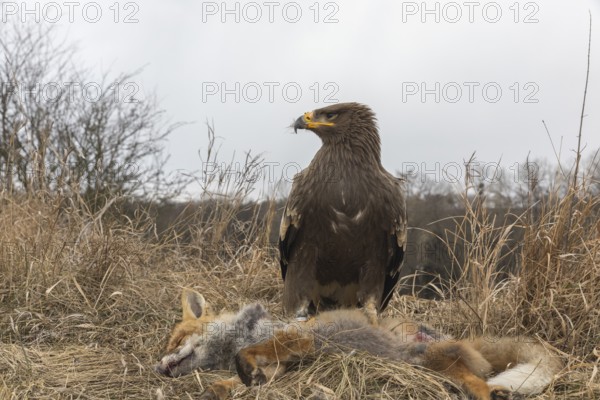One steppe eagle, Aquila nipalensis, feeding on a carcass of a red fox. Trees and grass in the