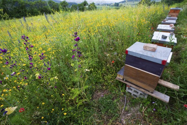 Honey Beehives standing at the edge of a flowering meadow, the plants have been specially sown for