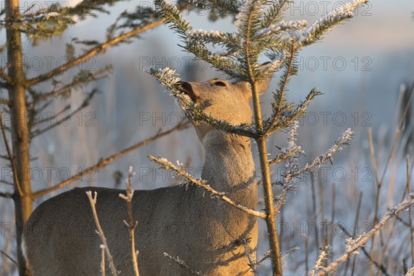 Roe deer between fir trees with hoar frost on the ground at minus 15 °C. Feeding on the needles