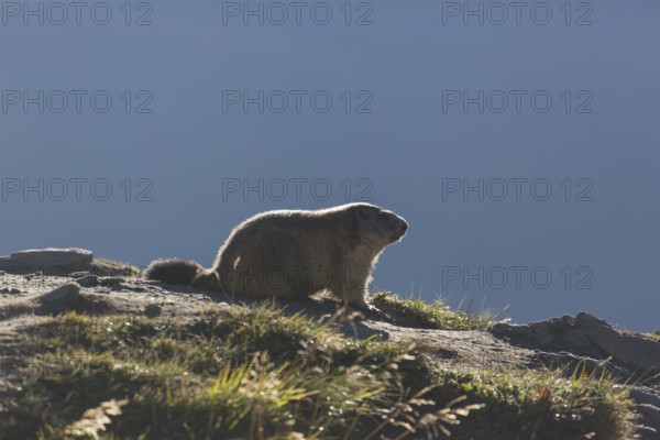 One adult Alpine Marmot, Marmota marmota, sitting in green grass, backlit against a grey background