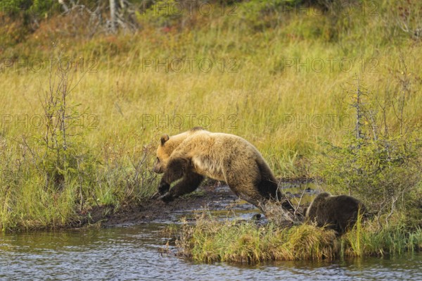Female bear with cub (Ursus arctos), strikingly light-coloured fur, jumping over a bog ditch,