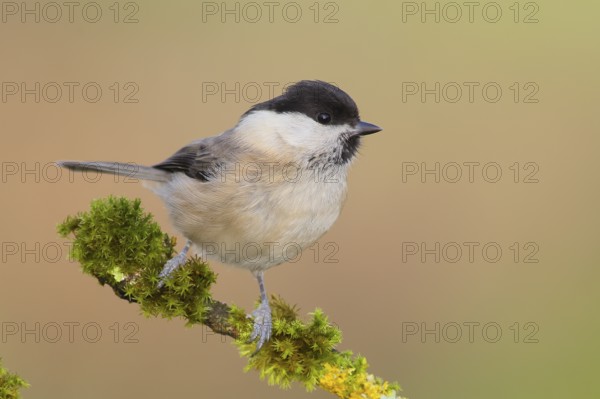 Willow Tit (Parus montanus), sitting on a branch overgrown with lichen, Wildlife, Animals, Birds,