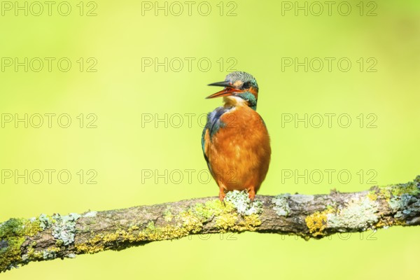 Common kingfisher (Alcedo atthis) sitting on a branch doing plumage care with autumncolours,