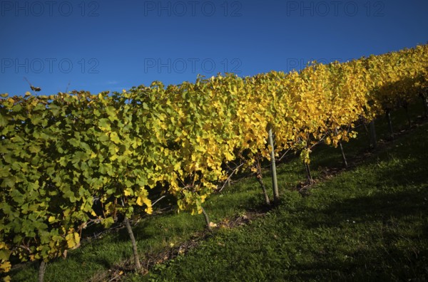 Vineyard, vines, vineyards, viticulture, autumn colouring, autumn, Kappelberg, Fellbach,
