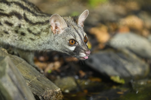 Common genet (Genetta genetta) drinking water at the shore of a lake, wildlife in a forest,