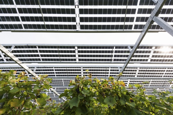 Solar plant in the vineyard, solar cells, solar modules, solar power plant, photovoltaic plant,