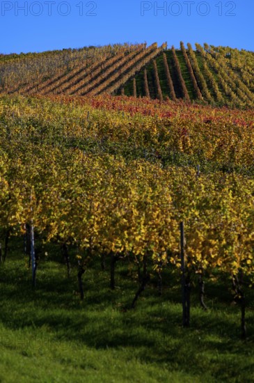 vineyard, vines, grapevines, winegrowing, autumn colouring, autumn, graphic, Strümpfelbach,
