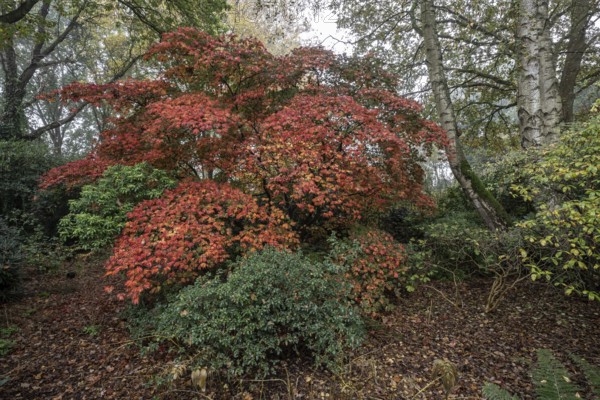 Aconite-leaved maple (Acer japonicum Aconitifolium) in autumn foliage, Emsland, Lower Saxony,