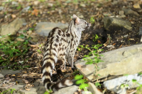 Common genet (Genetta genetta), wildlife in a forest, Montseny National Park, Catalonia, Spain,