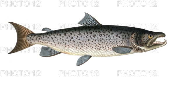 Fish, Fishes, Salmon family, Salmo salar, Hooked salmon, Atlantic salmon, Male salmon family,