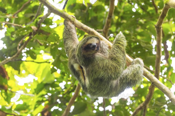 Three-fingered sloth (Bradypus), Mammals (Mammalia), La Fortuna, Guanacaste, Costa Rica, Central