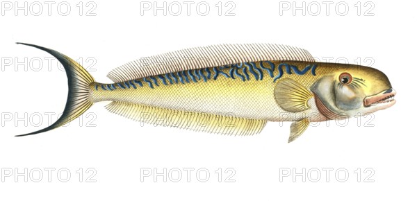 Fish, Fish, Coryphaena Plumieri, Malacanthus plumieri, Sea peacock, sand tilefish, Historical,