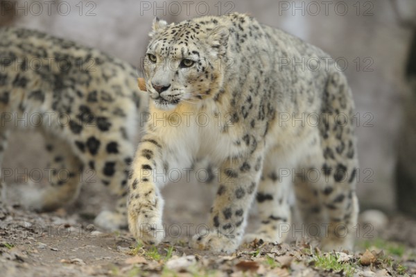 Snow leopard in motion, running through the forest with distinctive fur patterns, snow leopard