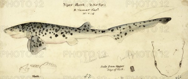Broadnose sevengill shark, Notorynchus cepedianus, broadnose sevengill shark, fish, reproduction of