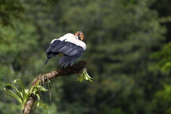 King vulture (Sarcoramphus papa), cock, vulture birds (Aegypiinae), Laguna del Lagarto Lodge,