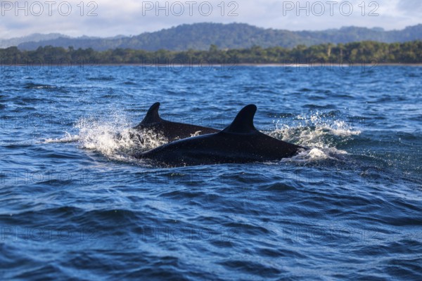 Pilot whales (Globicephala), Osa Peninsula, Puentarenas, Pacific Ocean, Costa Rica, Central America
