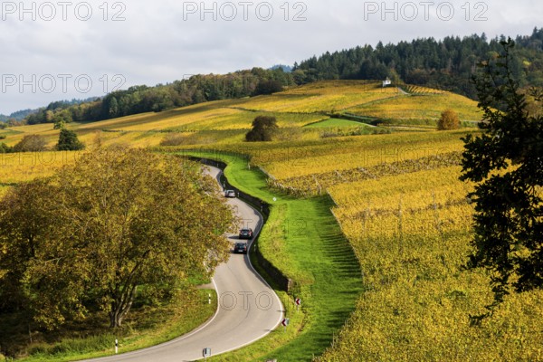 Hilly landscape with vineyards and winding road in autumn, Ballrechten-Dottingen, Breisgau,