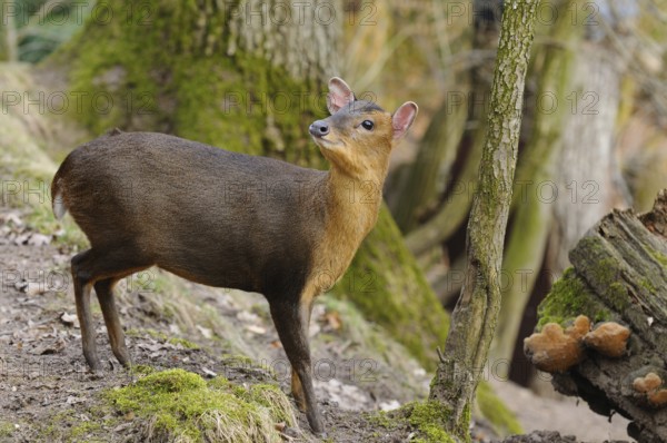 A muntjac standing next to a fallen tree trunk in autumnal forest, Chinese muntjac (Muntiacus